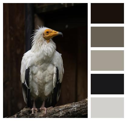 Captive Vulture Bird Of Prey Image